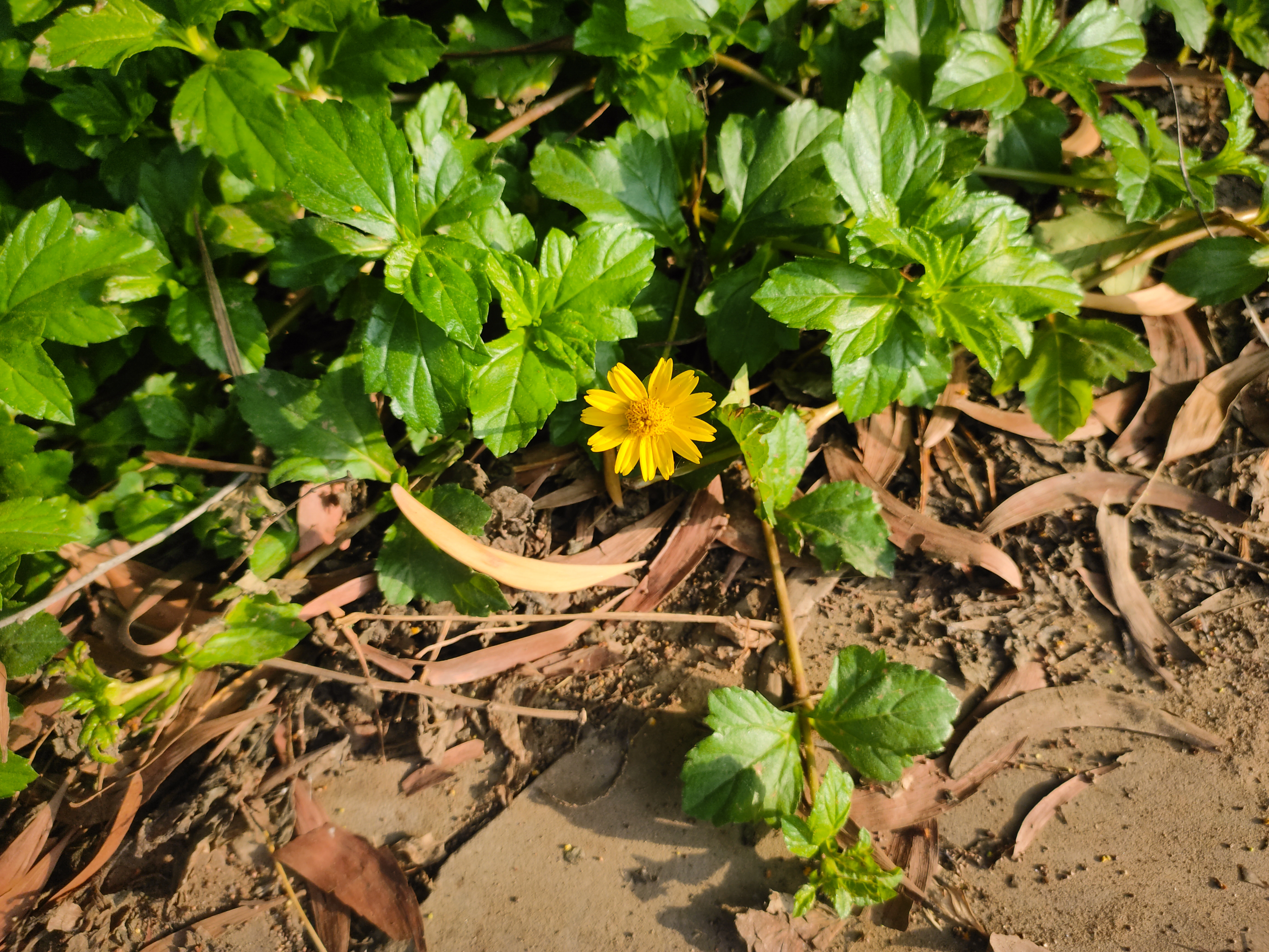 persistent to bloom